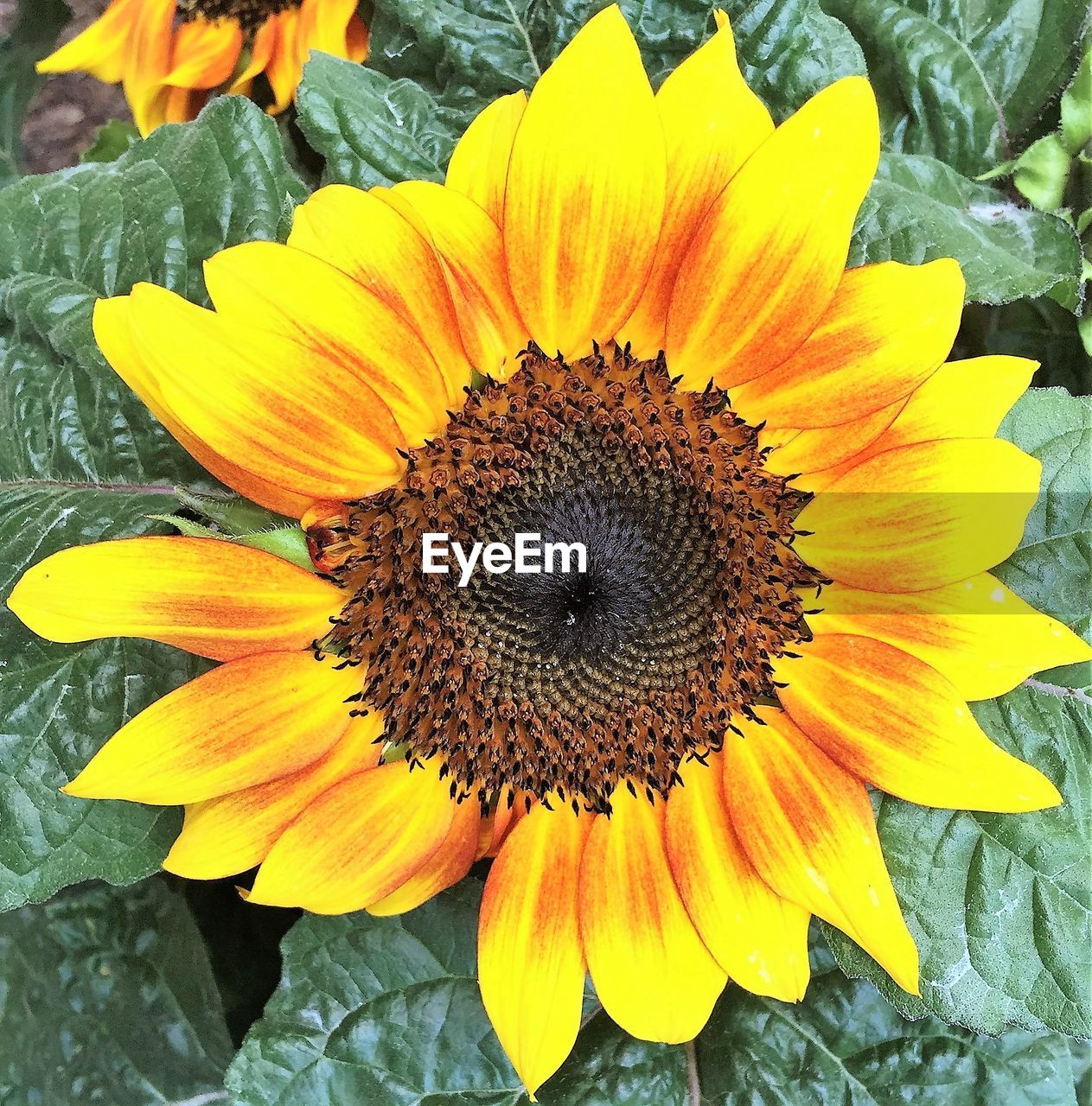 CLOSE-UP OF SUNFLOWER BLOOMING