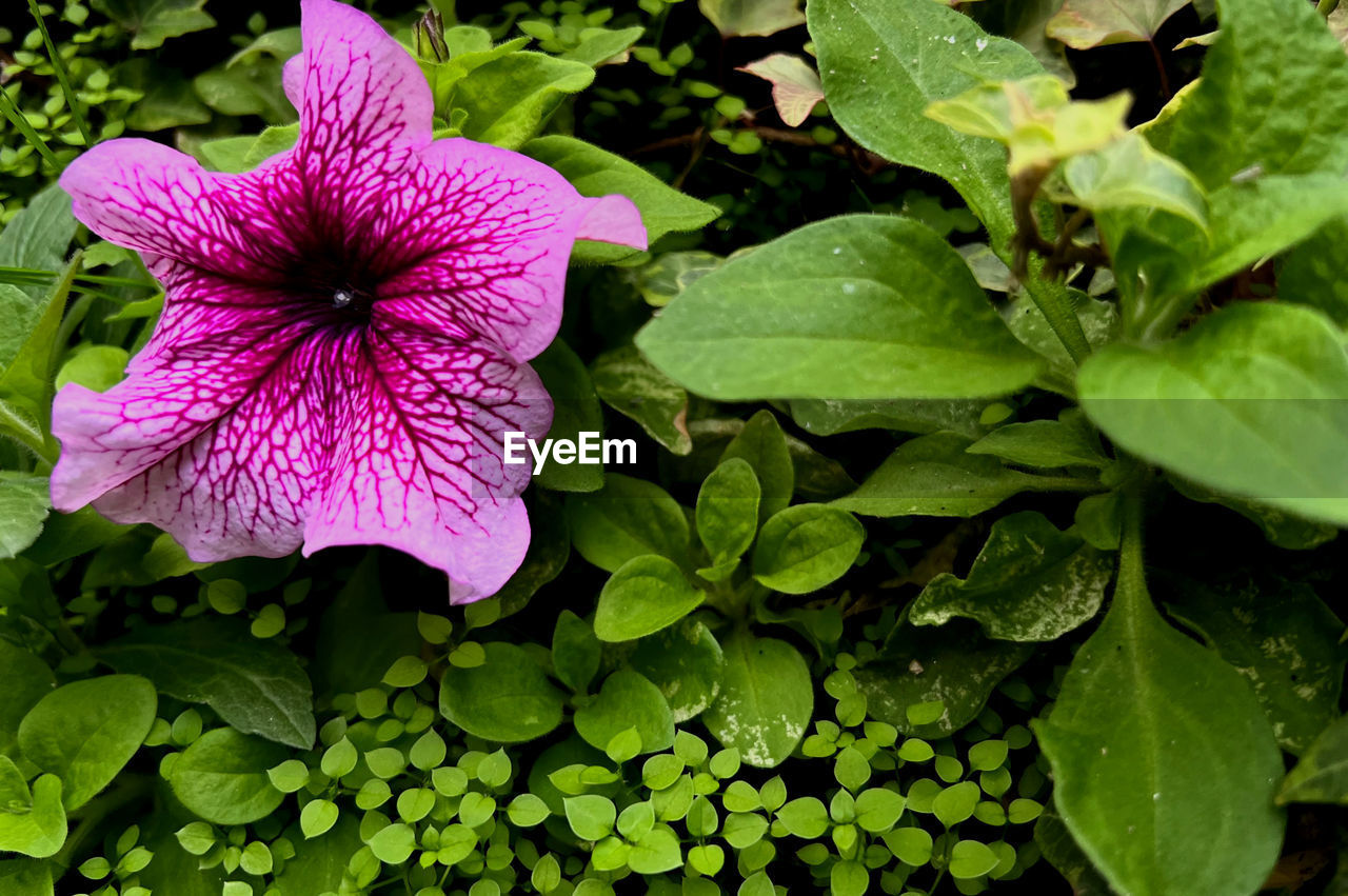 plant, flower, flowering plant, beauty in nature, leaf, plant part, freshness, growth, inflorescence, flower head, petal, close-up, fragility, nature, green, no people, purple, day, outdoors, pink, water, botany, springtime, drop