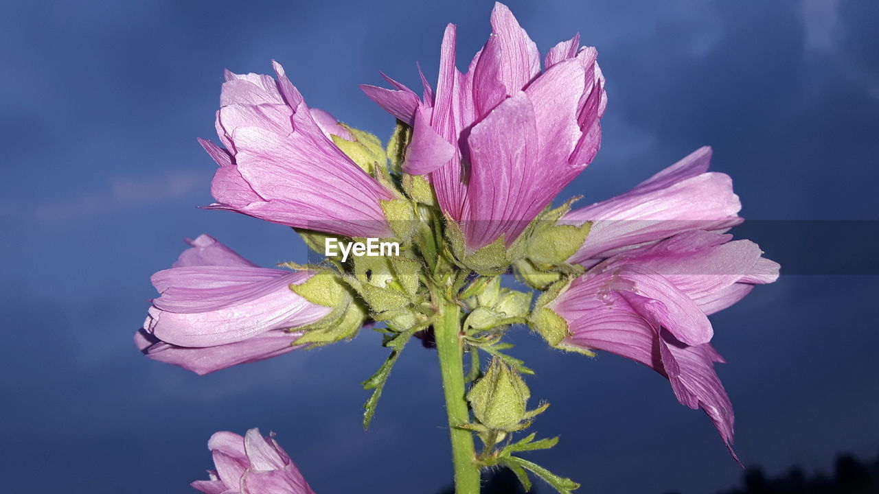 CLOSE-UP OF PURPLE FLOWERS