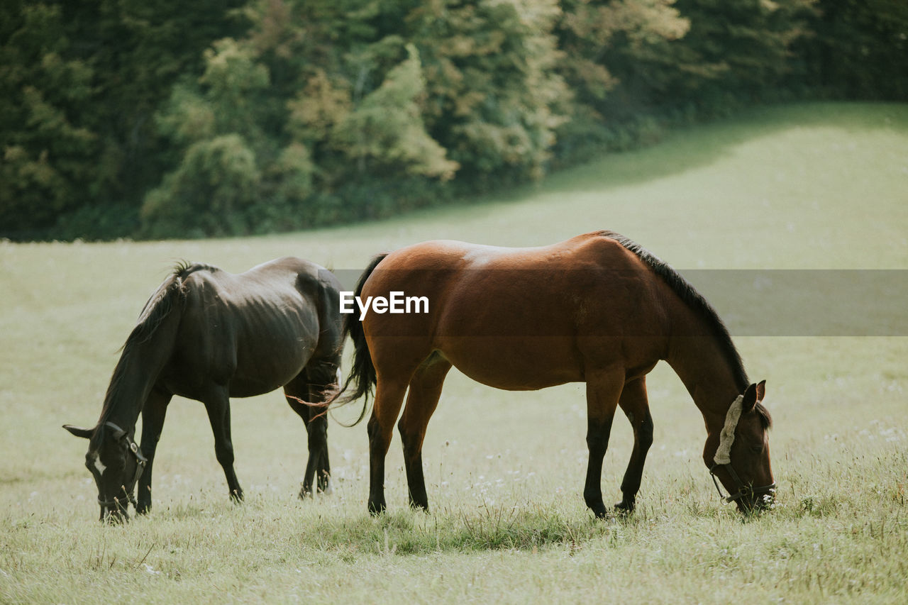 Horses grazing in a field