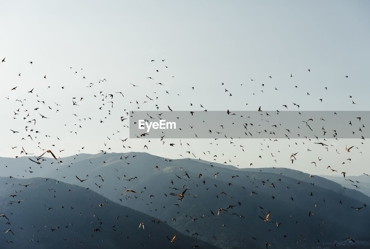 Low angle view of birds flying over mountains against clear sky