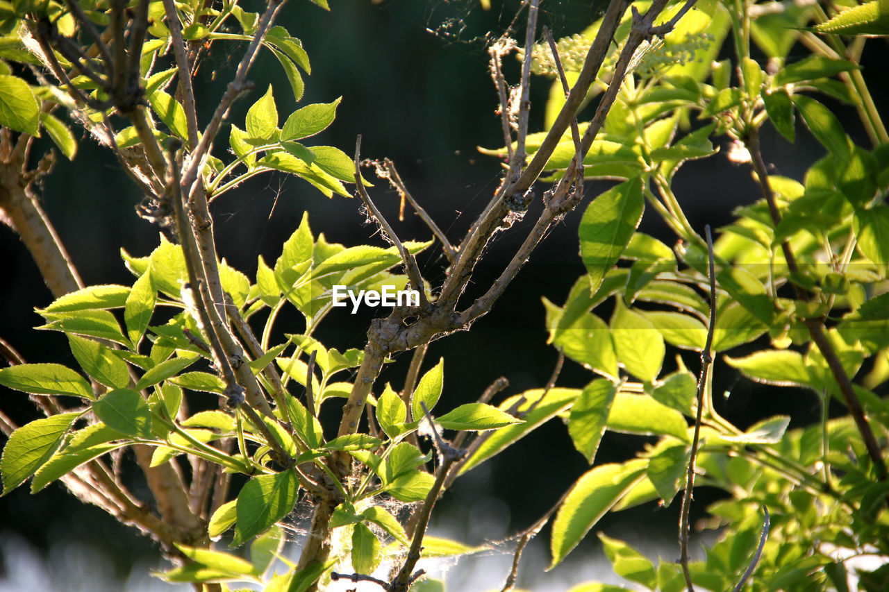 CLOSE-UP OF BUTTERFLY ON GREEN PLANT