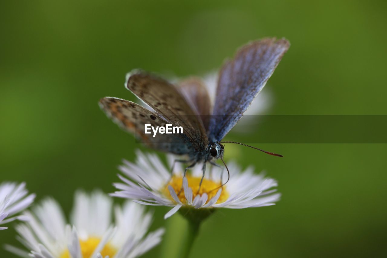 Close-up of butterfly pollinating on flower