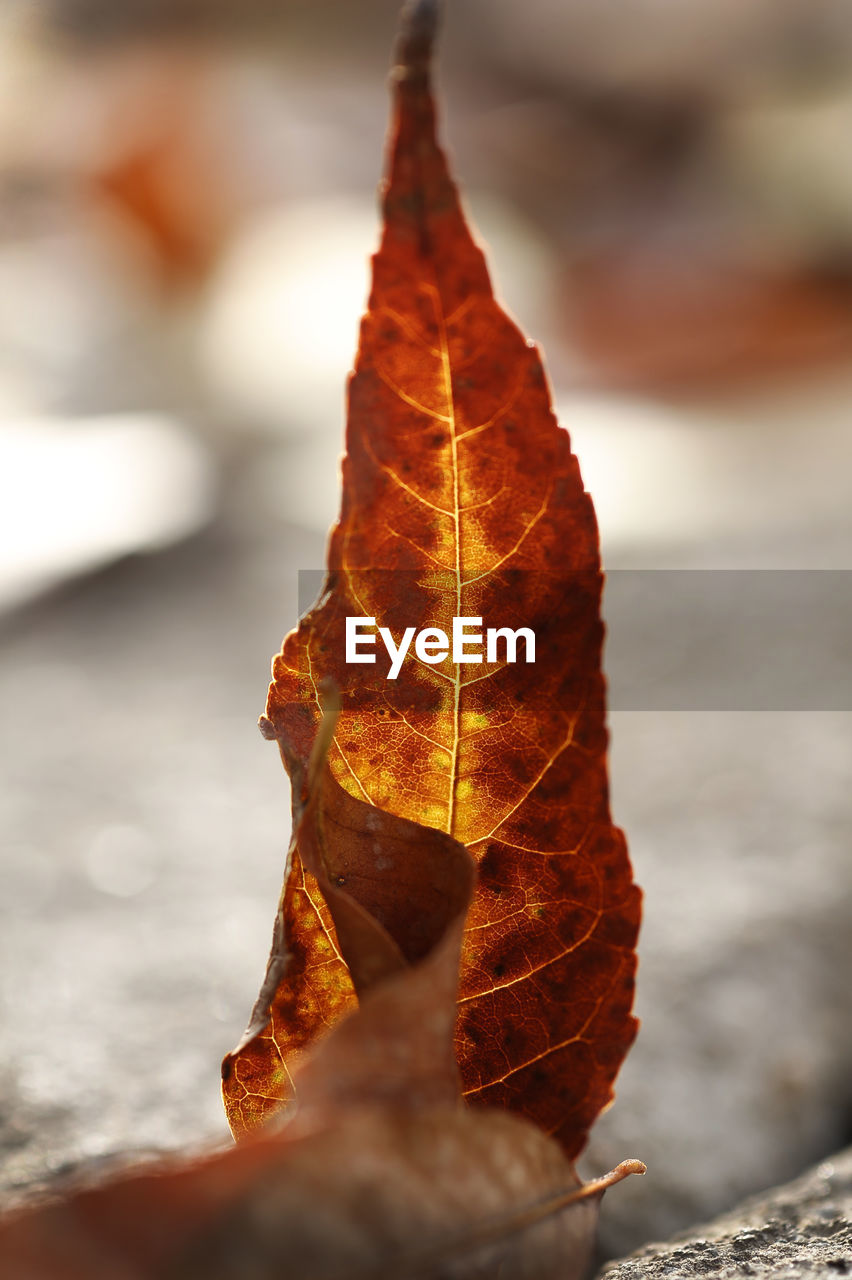 CLOSE-UP OF LEAF AGAINST BLURRED WATER