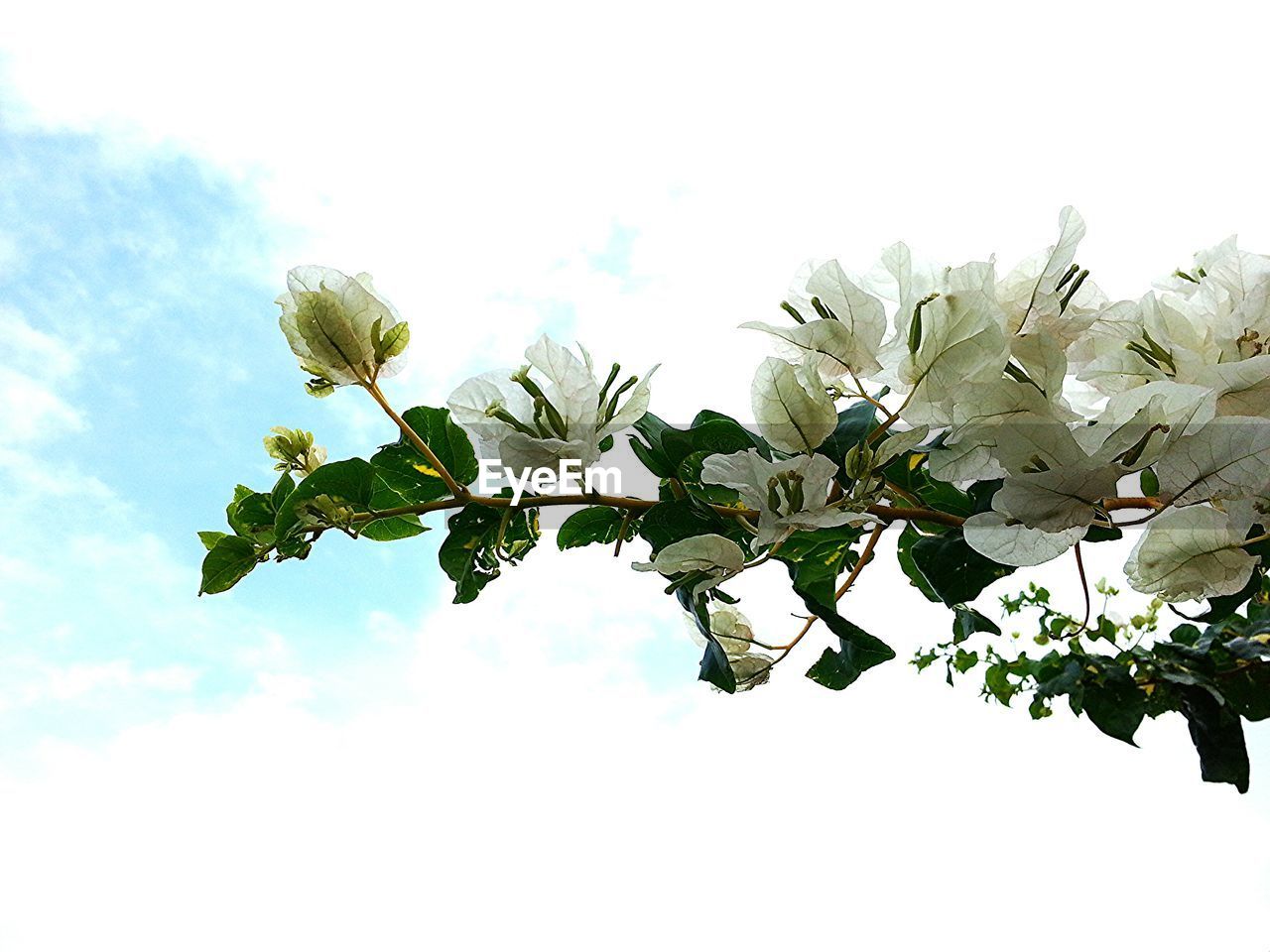 Low angle view of flowers blooming on tree against cloudy sky