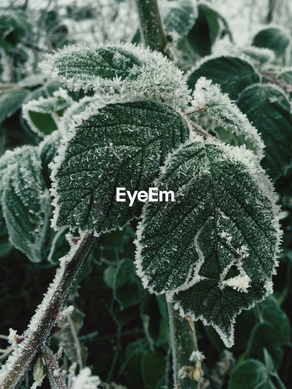 Close-up of frozen leaf during winter