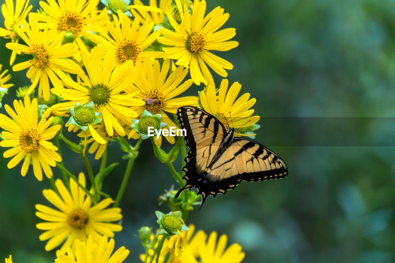 Butterfly on yellow flower