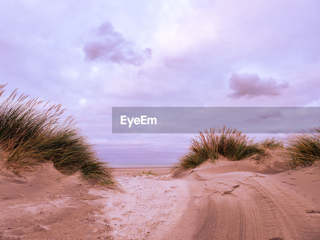 Small path between marram grass leading towards the ocean