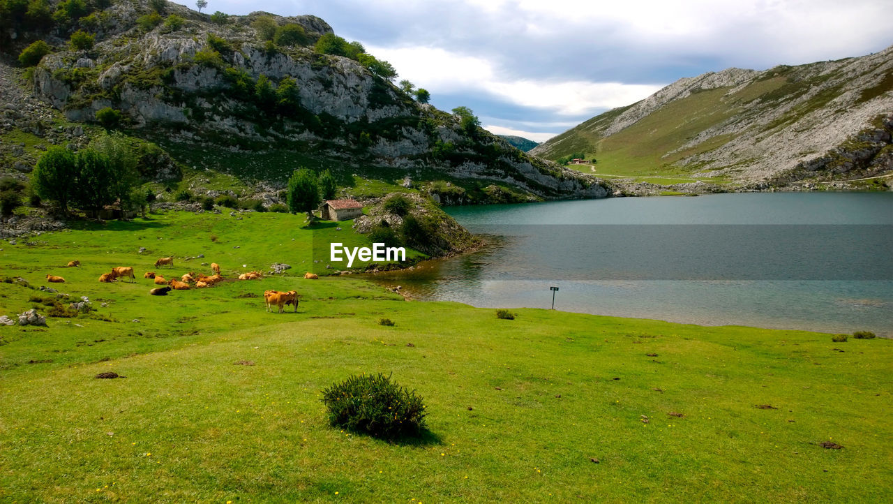 SCENIC VIEW OF GRASSY FIELD AND LAKE AGAINST SKY