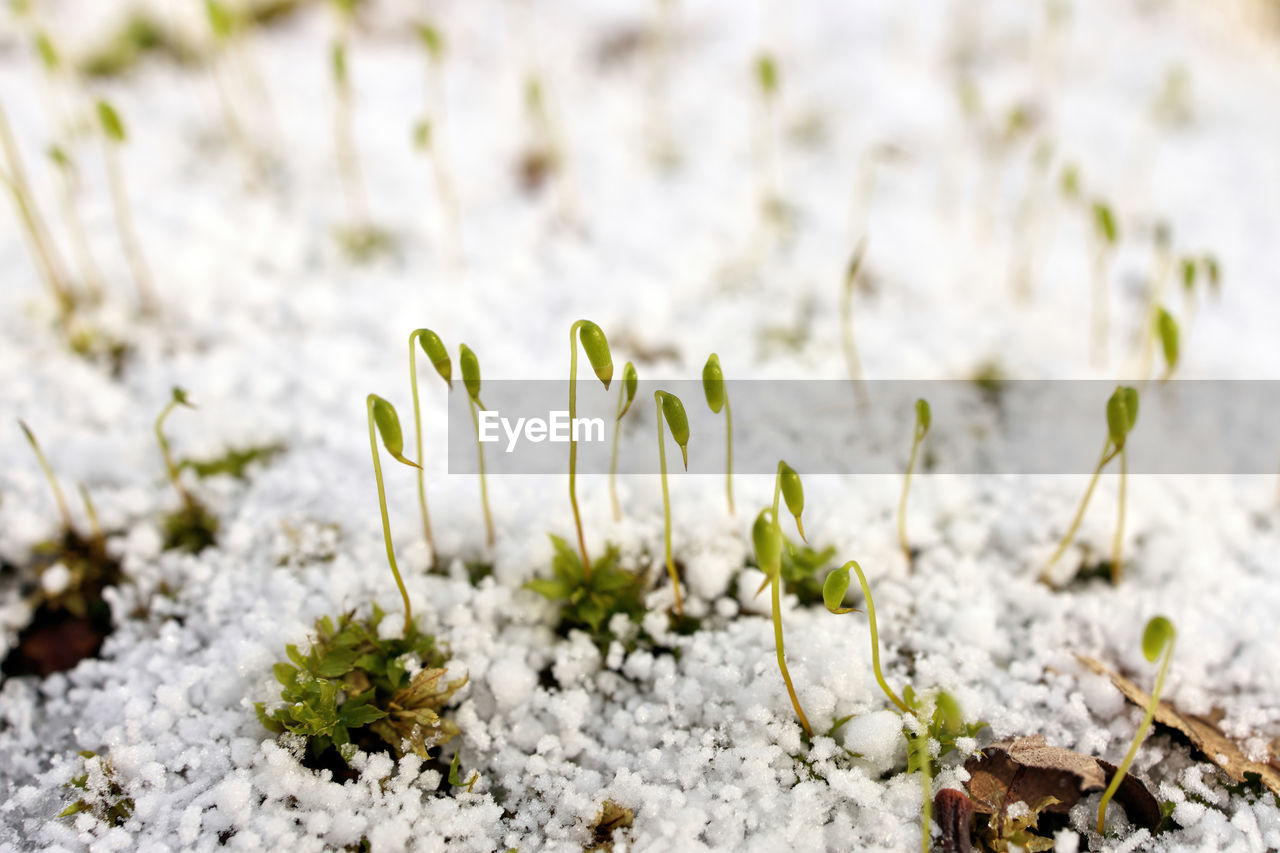 Young sphagnum moss shoots sprout through a fresh layer of graupel snow in spring
