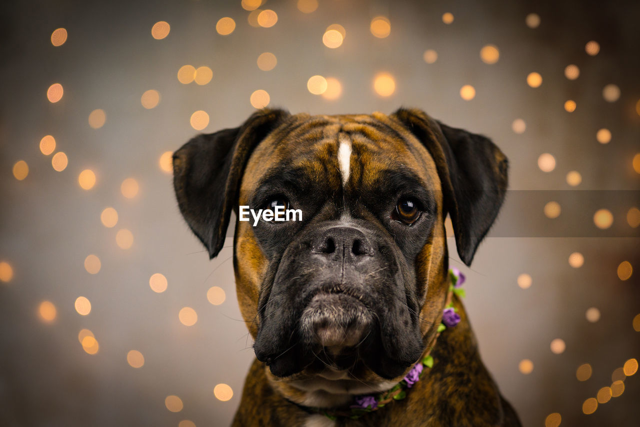 Portrait of dog against illuminated lights