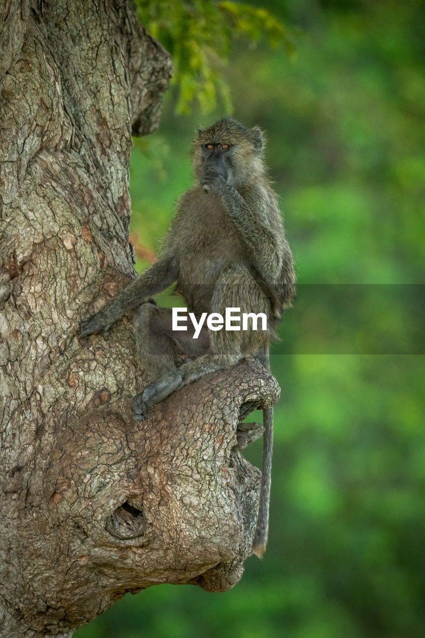 Olive baboon sits in tree covering mouth