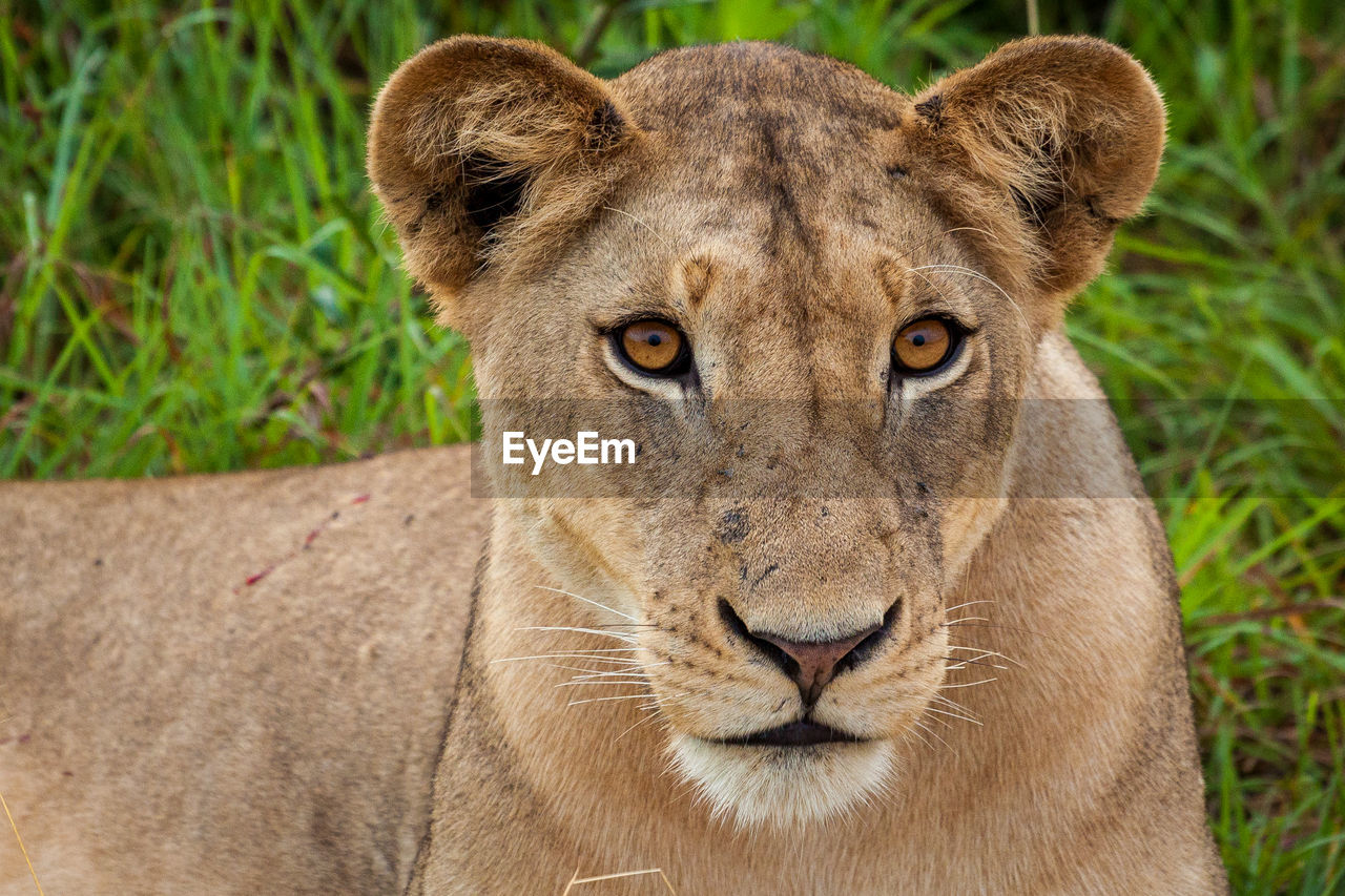 Portrait of lioness