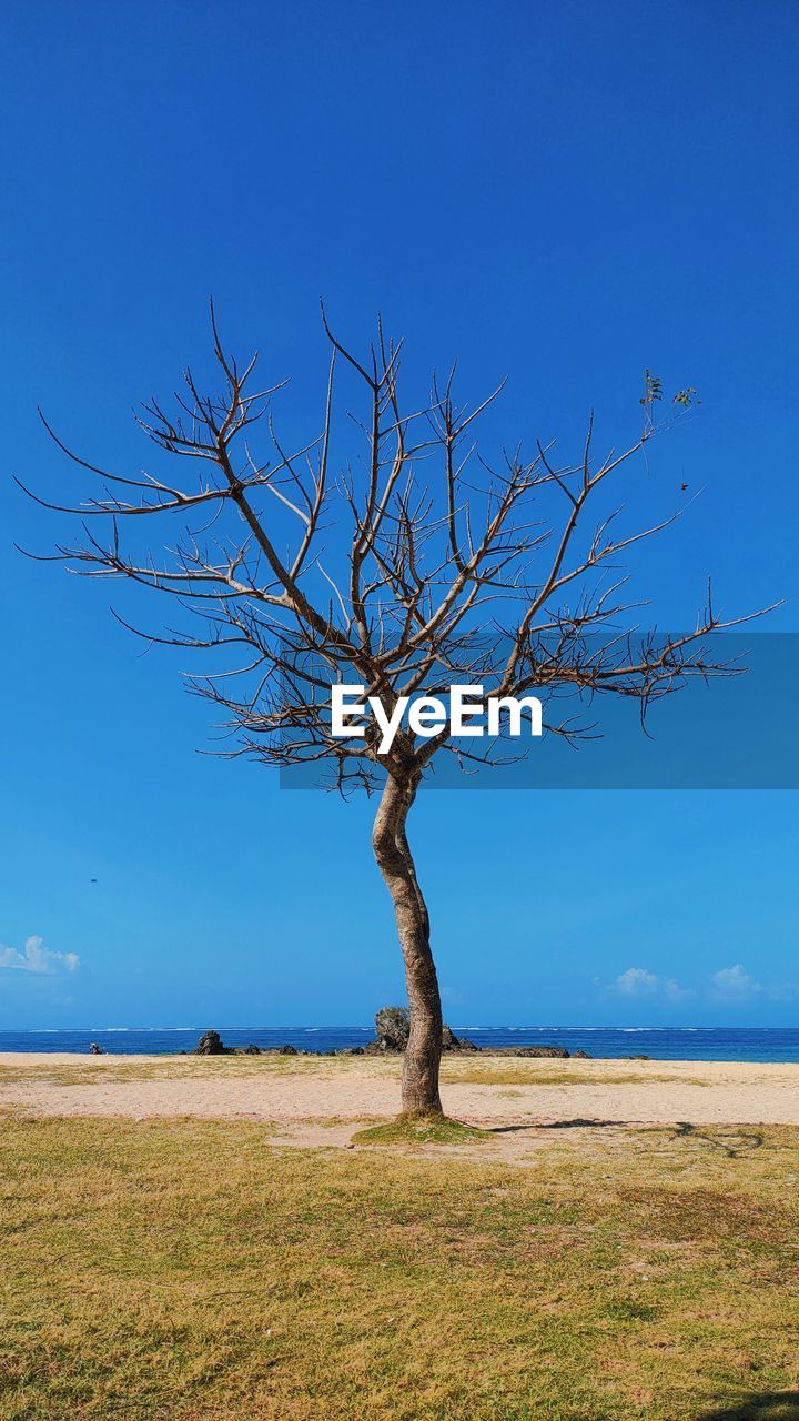 Bare tree on field against blue sky