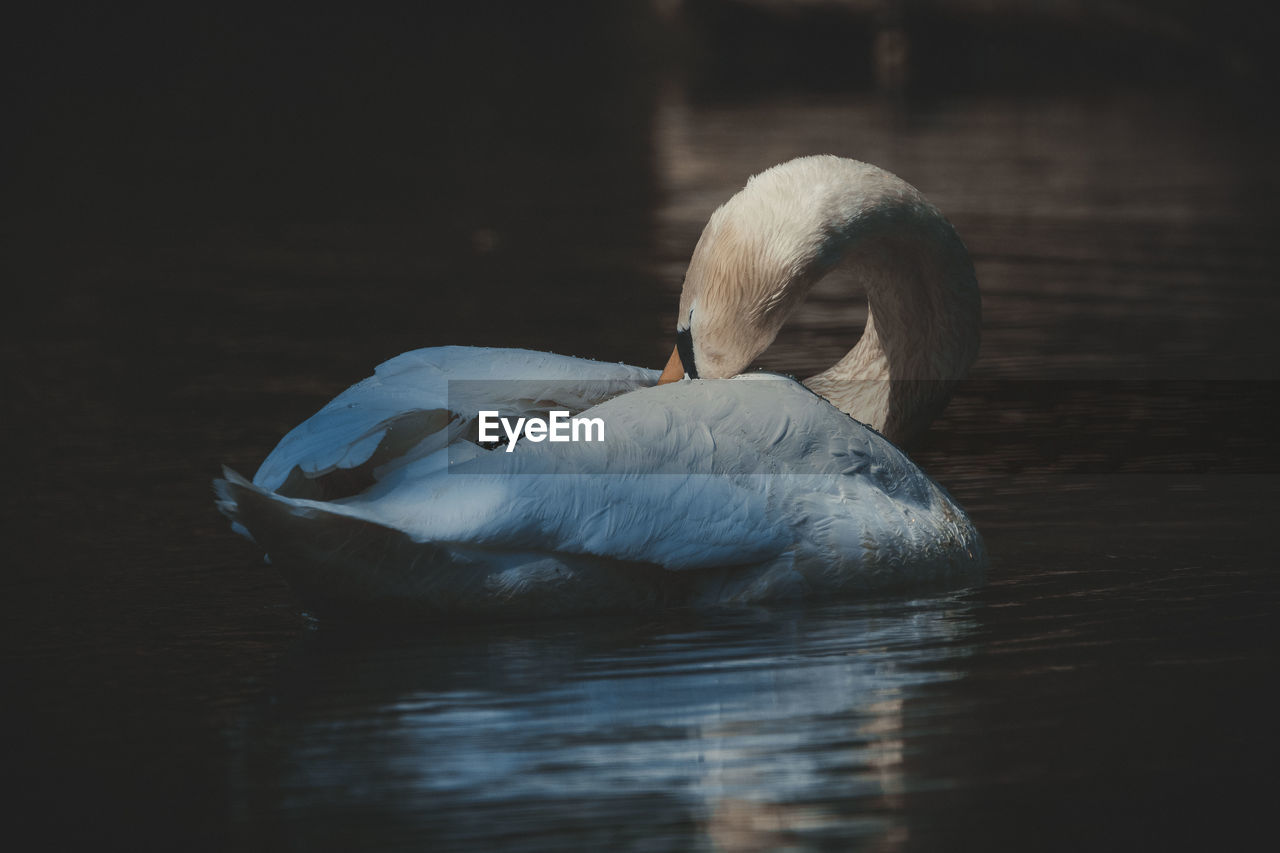 Swan swimming in a lake