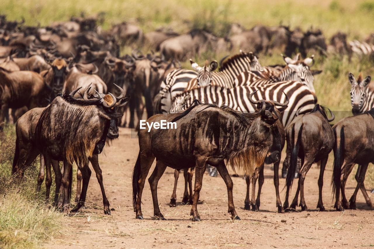 Wildebeest and zebras on a field