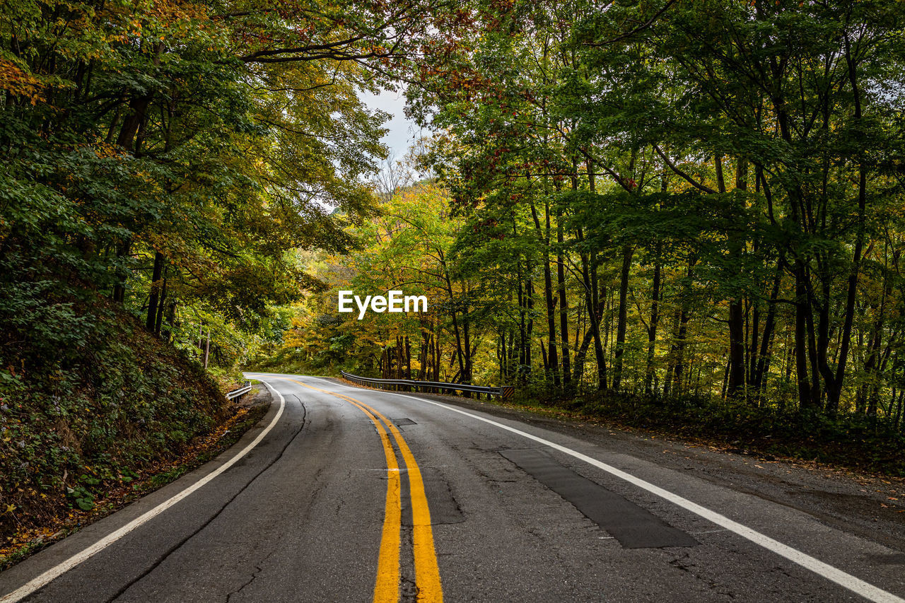 road amidst trees in forest