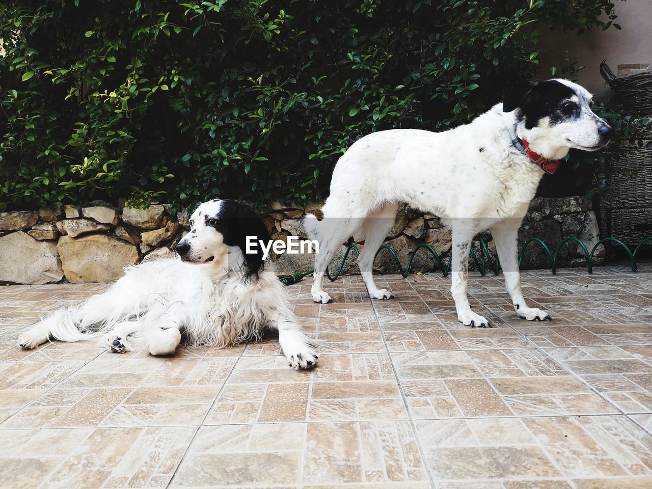 WHITE DOG STANDING ON FLOOR