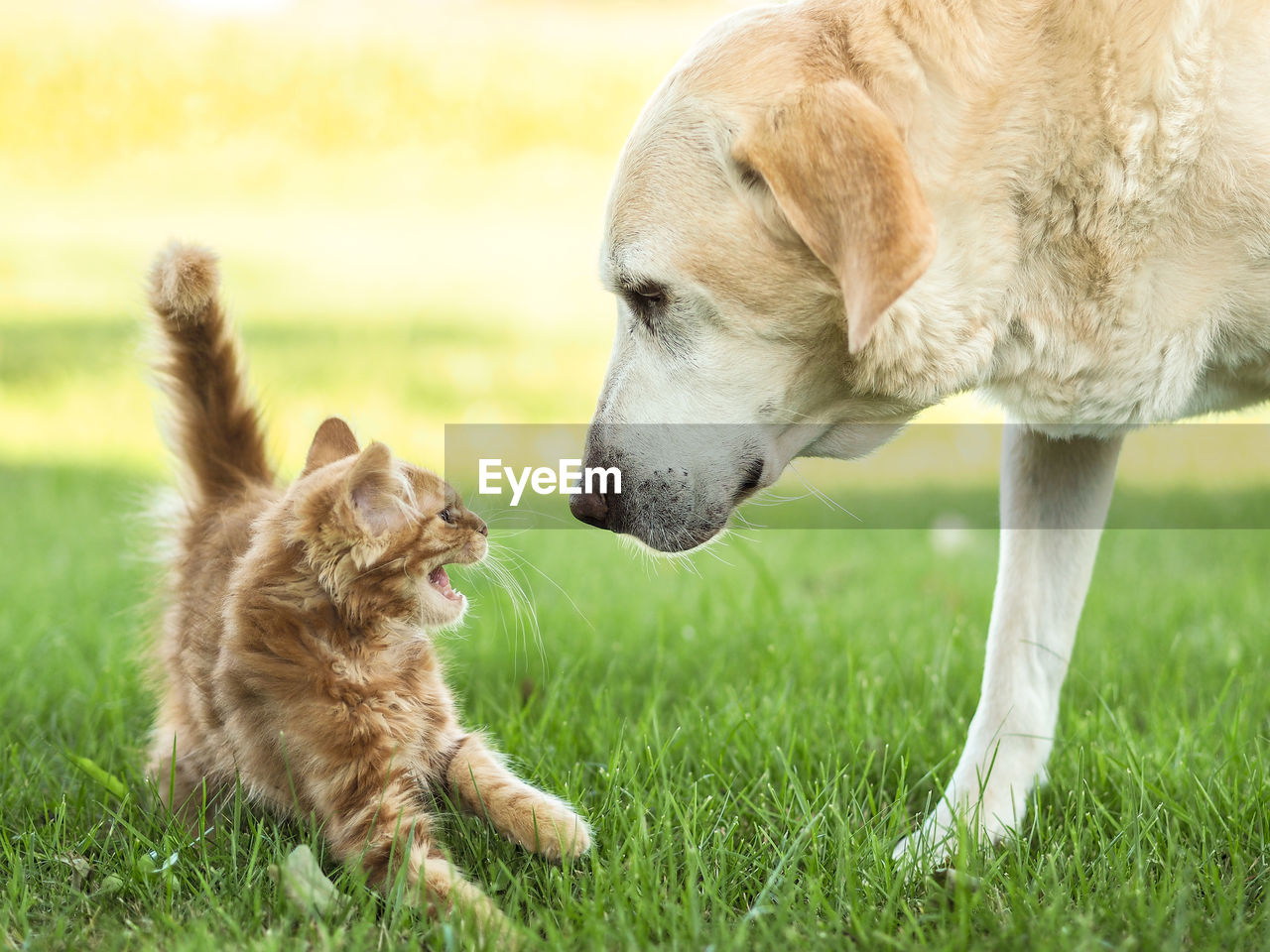 Close-up of kitten meowing by labrador retriever on grassy field
