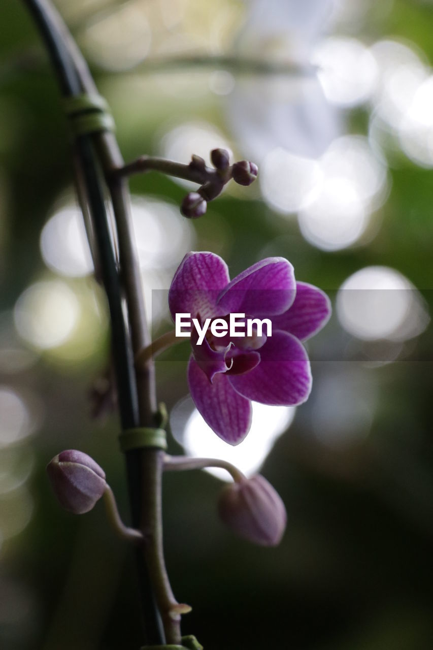 CLOSE-UP OF PURPLE FLOWERING PLANTS