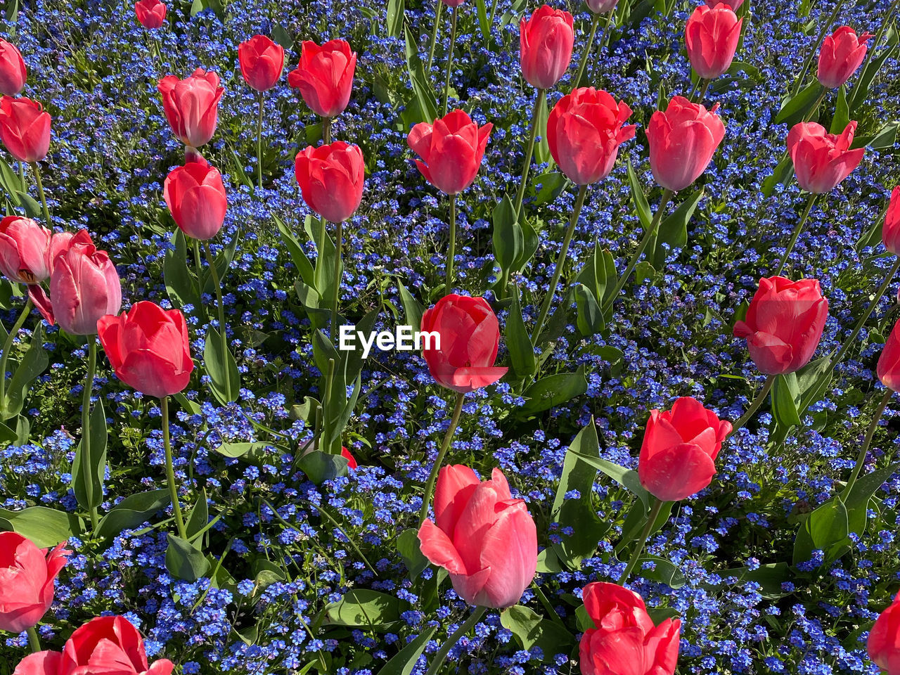 plant, flower, flowering plant, beauty in nature, freshness, growth, red, nature, fragility, petal, field, flower head, no people, inflorescence, close-up, land, day, botany, full frame, green, outdoors, backgrounds, flowerbed, sunlight, multi colored, leaf, tulip, springtime, plant part, abundance, poppy, pink, garden