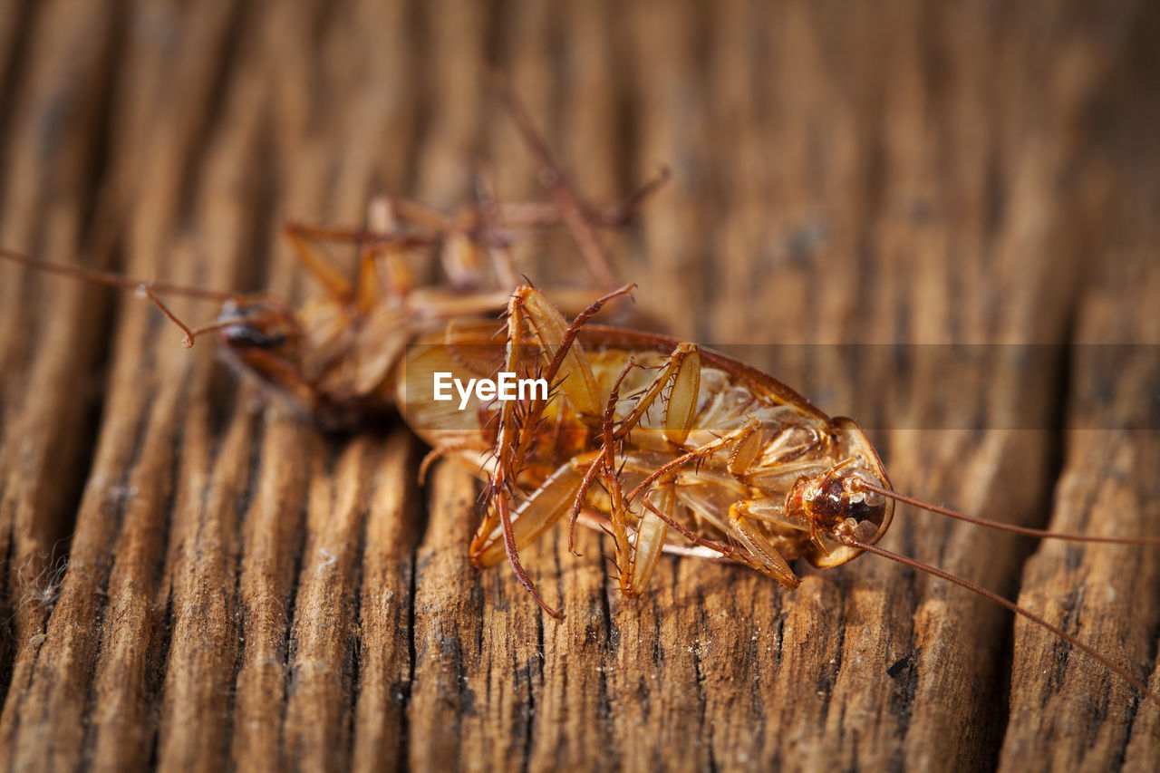 CLOSE-UP OF INSECT ON DRY LEAF