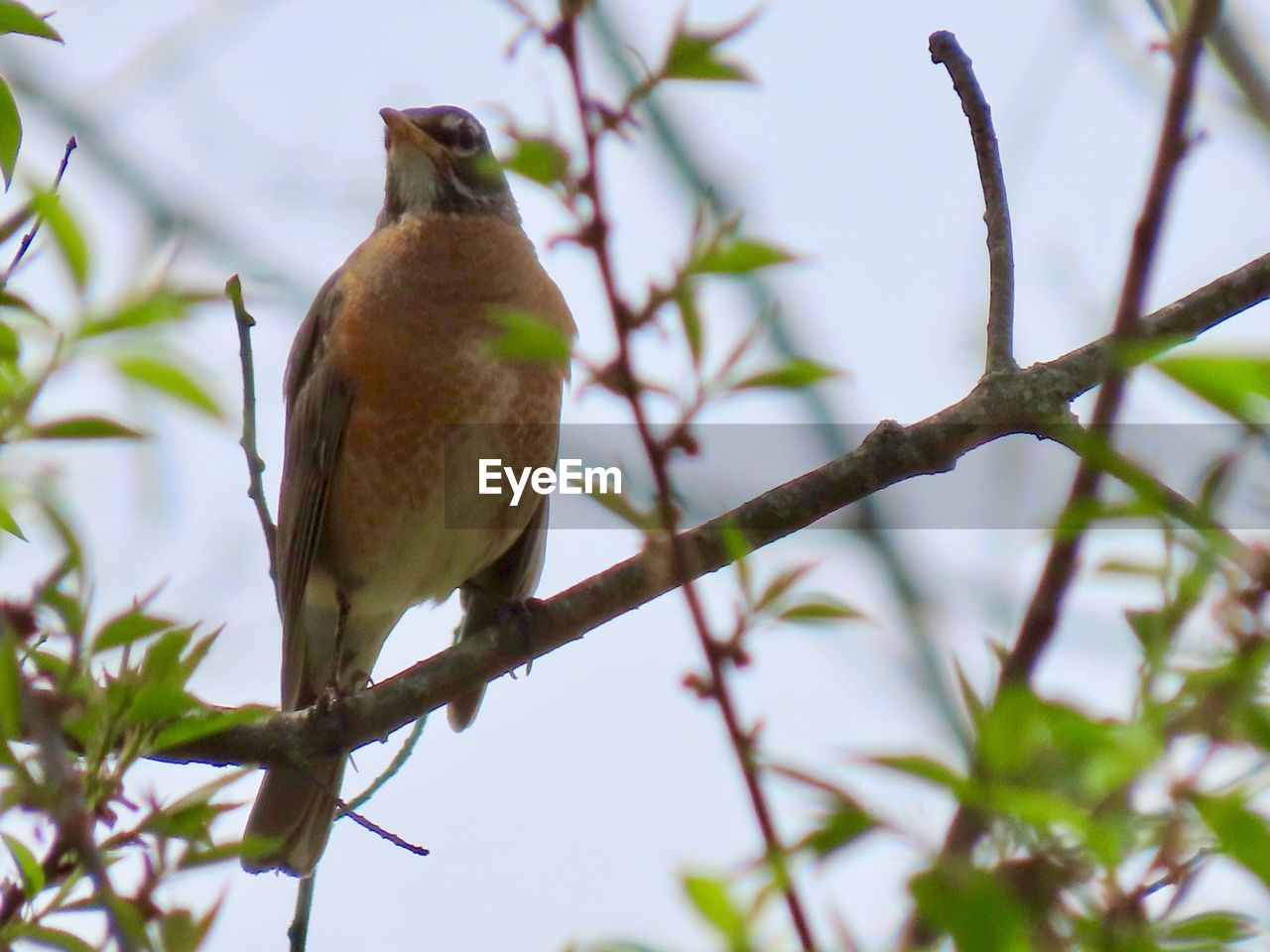 BIRD PERCHING ON A TREE