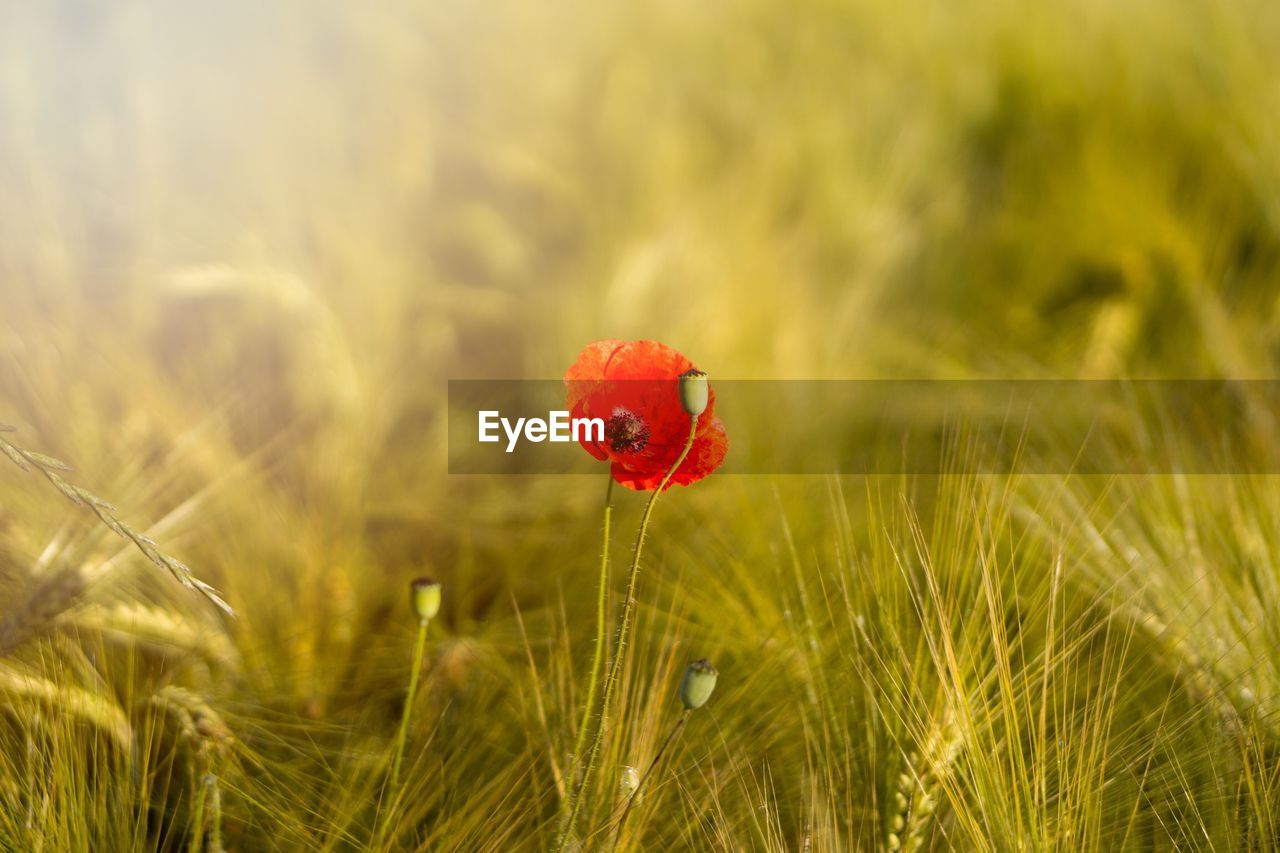 Close-up of red poppy in field