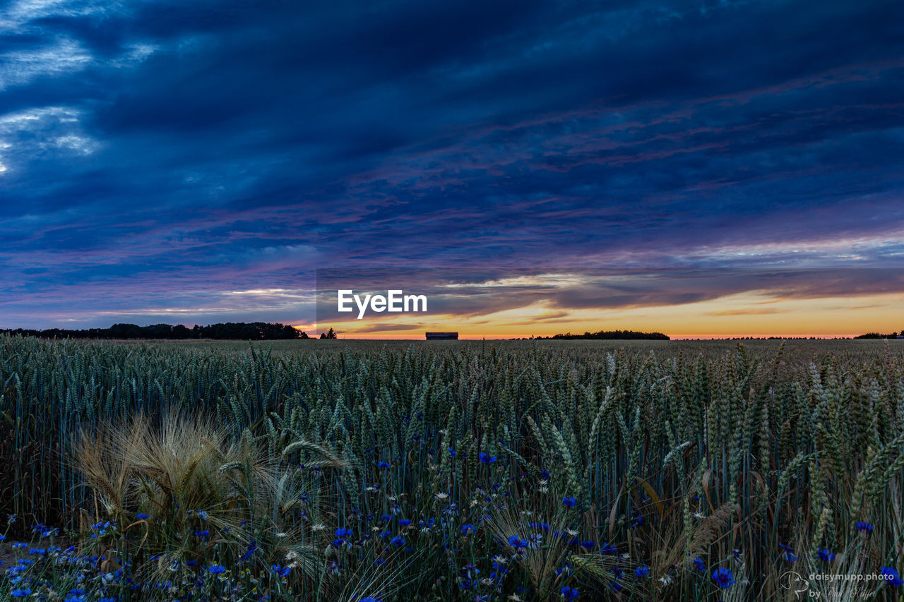 Scenic view of field against sky at sunset