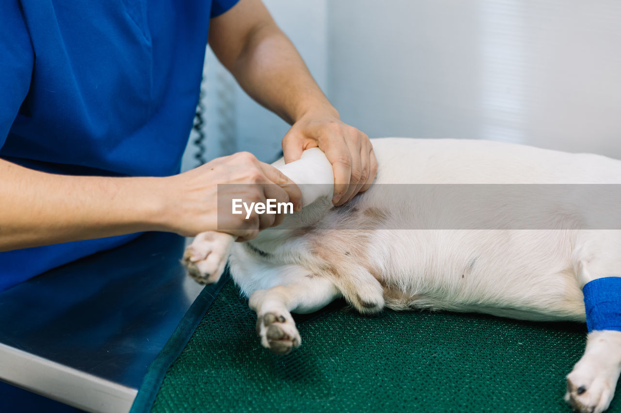 Side view high angle of female vet doctor examining paw of dog lying on medical table in clinic before surgery