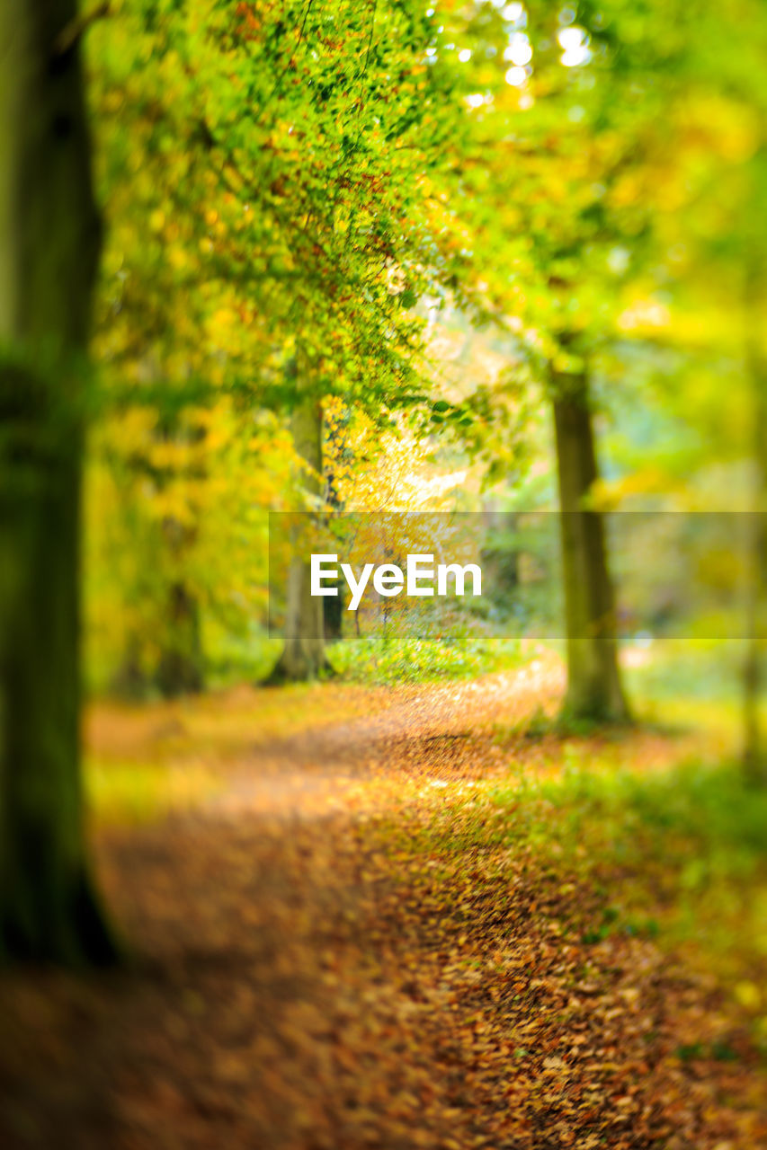 CLOSE-UP OF TREE IN SUNLIGHT