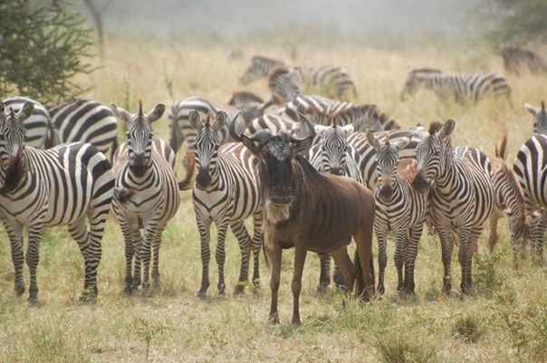 ZEBRAS GRAZING ON FIELD