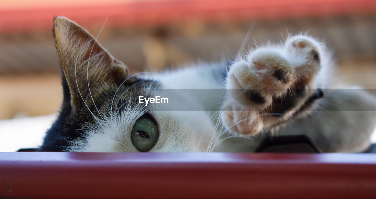 Close-up portrait of a cat