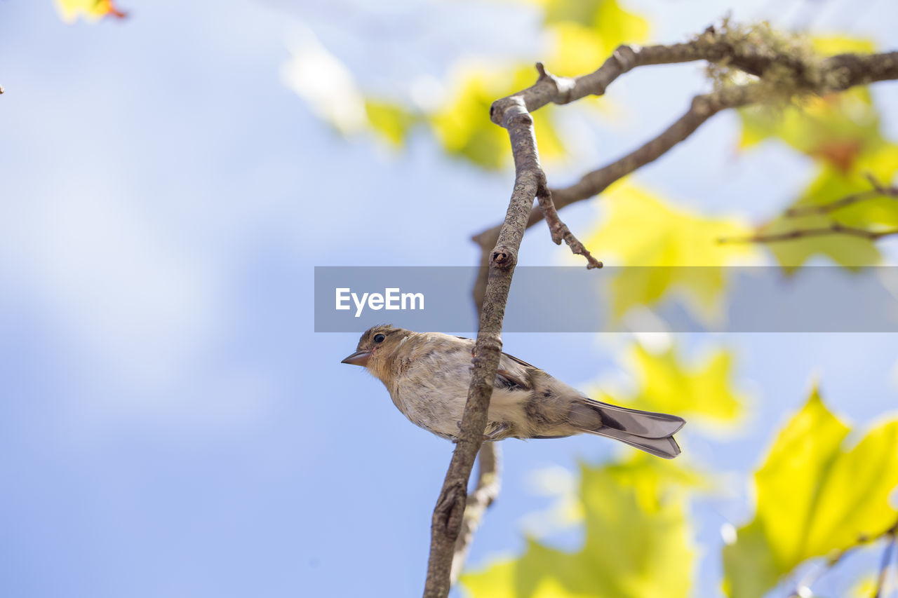 LOW ANGLE VIEW OF BIRD PERCHING ON TREE