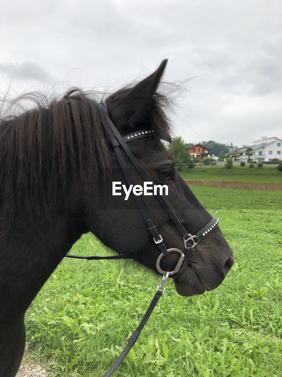 Close-up of a horse on field