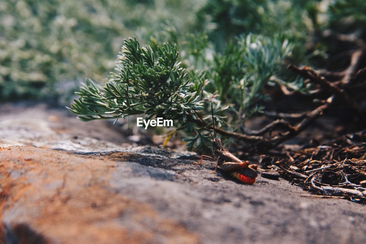 Close-up of insect by plant on rock