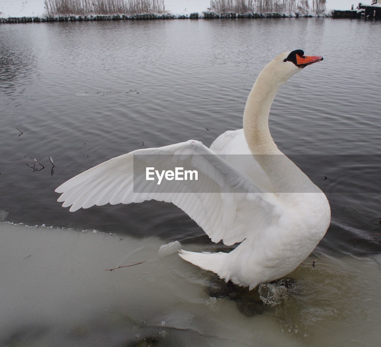 Mute swan swimming in lake during winter