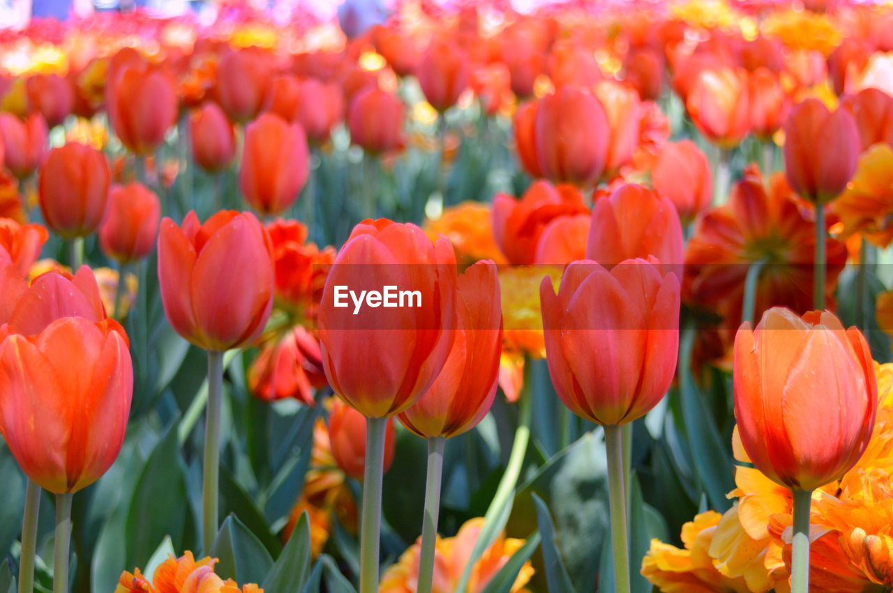 CLOSE-UP OF TULIPS IN FIELD