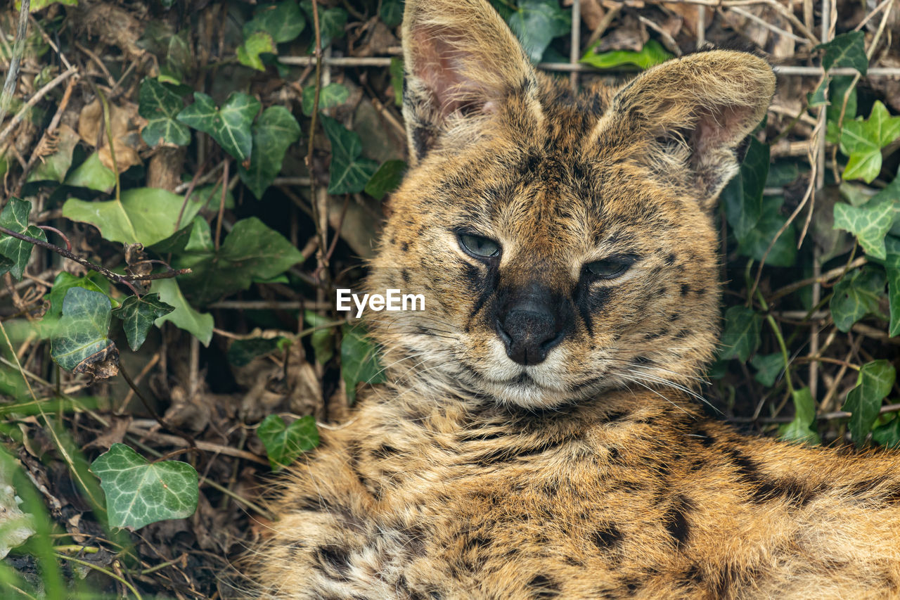 Portrait of a serval  in captivity