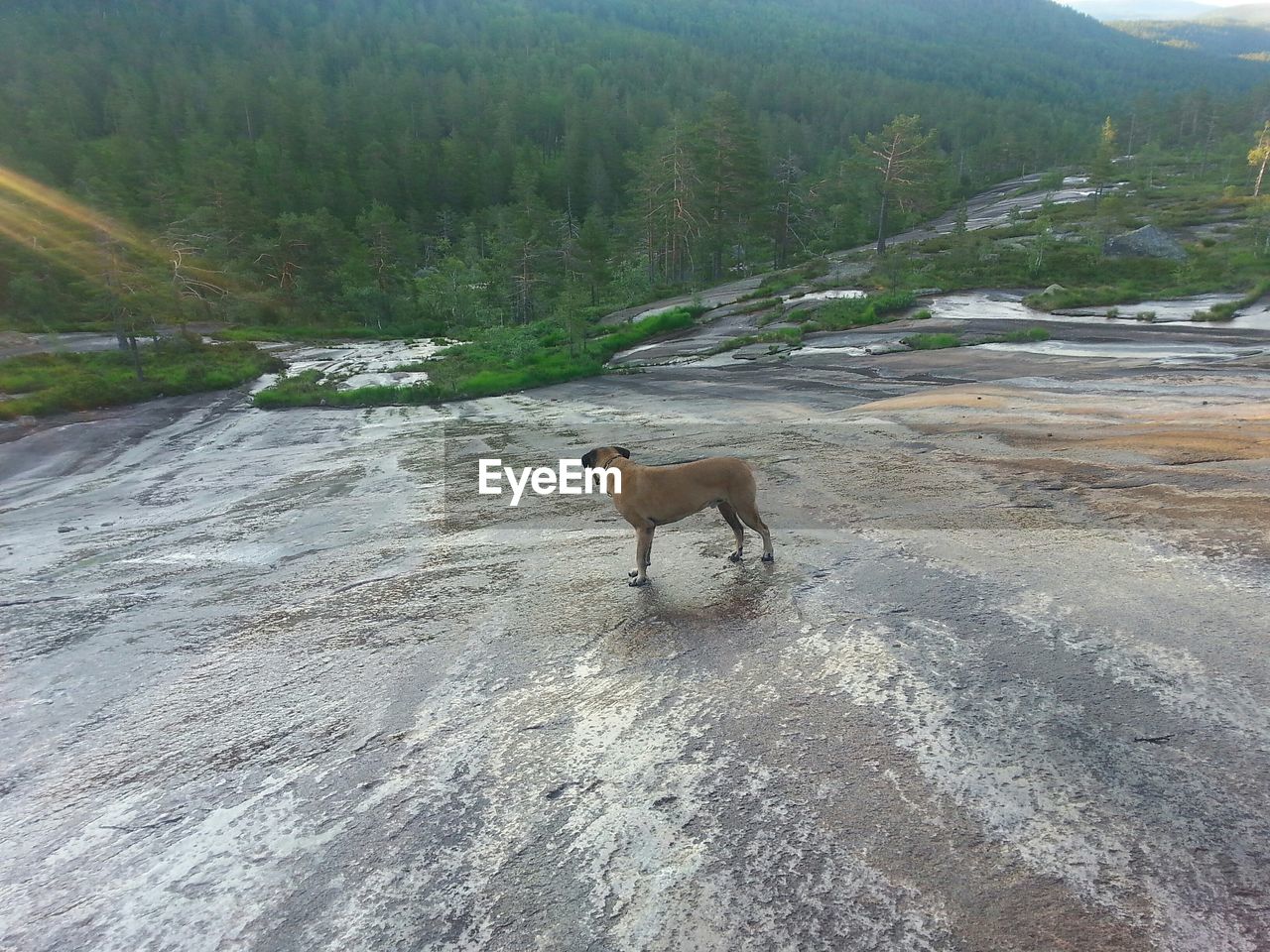 Dog standing on rock against tree mountain