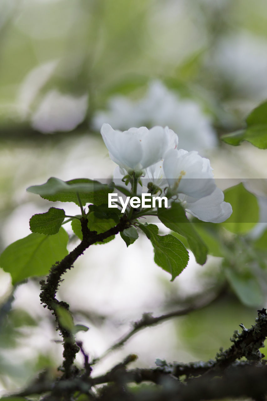 CLOSE-UP OF WHITE FLOWERING PLANT WITH LEAVES