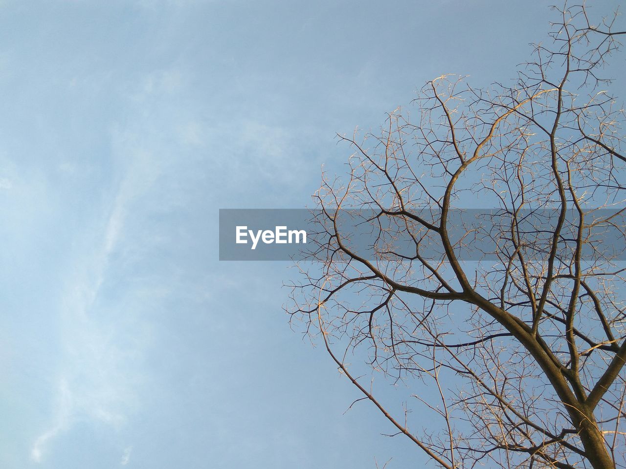 LOW ANGLE VIEW OF TREE AGAINST BLUE SKY