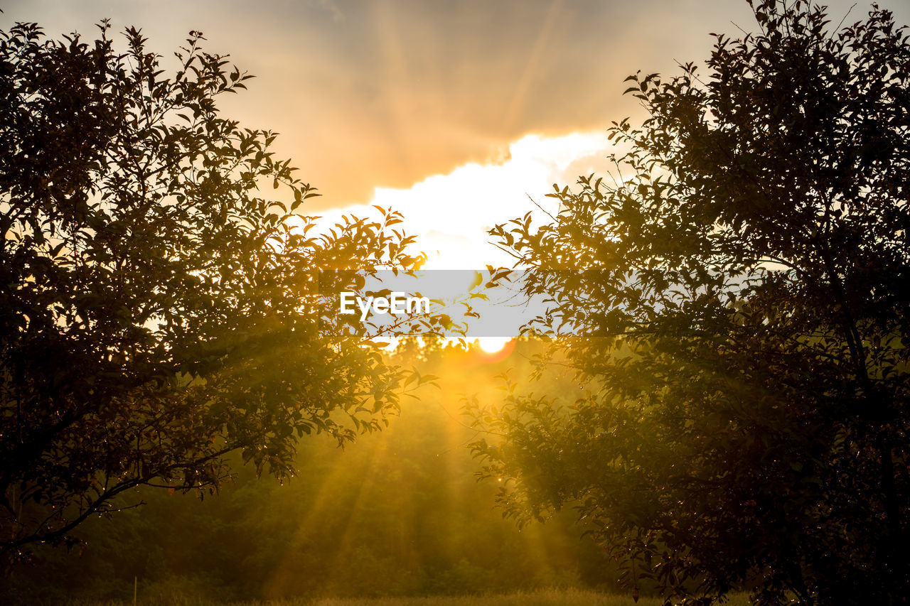 TREES IN FOREST AT SUNSET