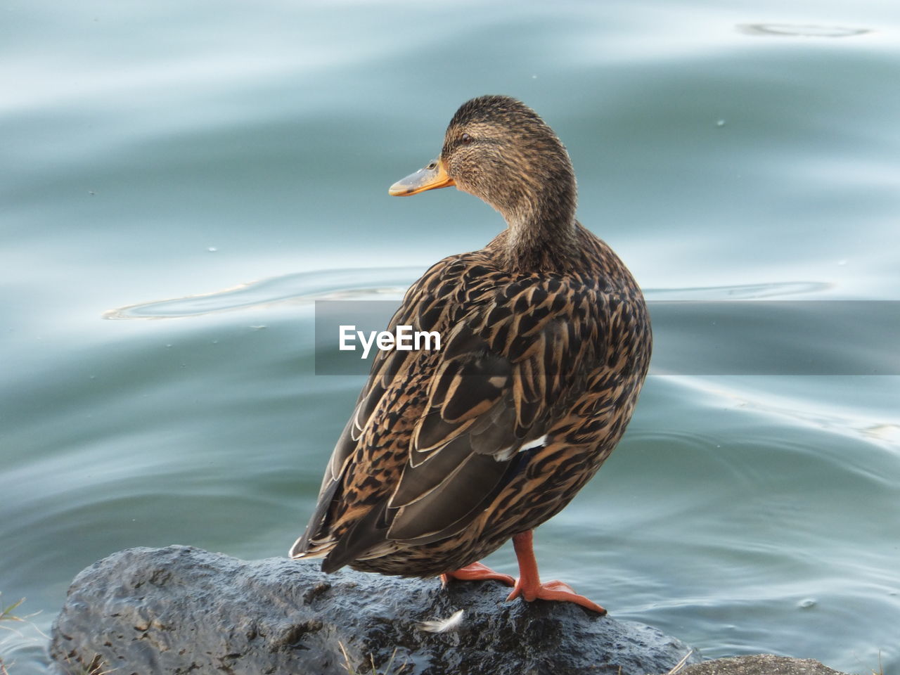 Bird perching on a lake