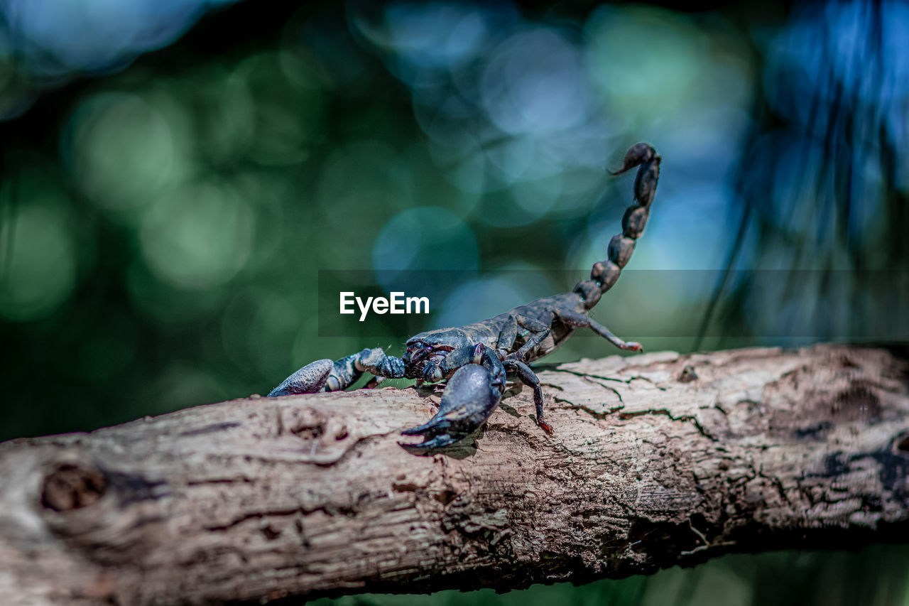 A big black scorpion in the forest