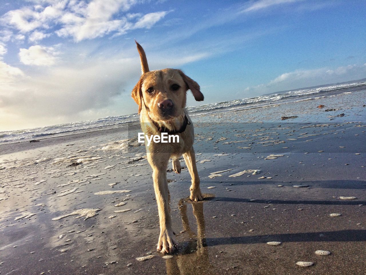 Close-up portrait of dog standing at beach against sky