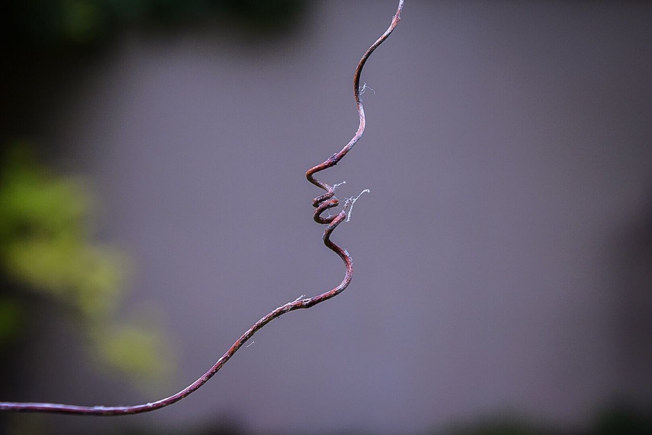Close-up of dry vine