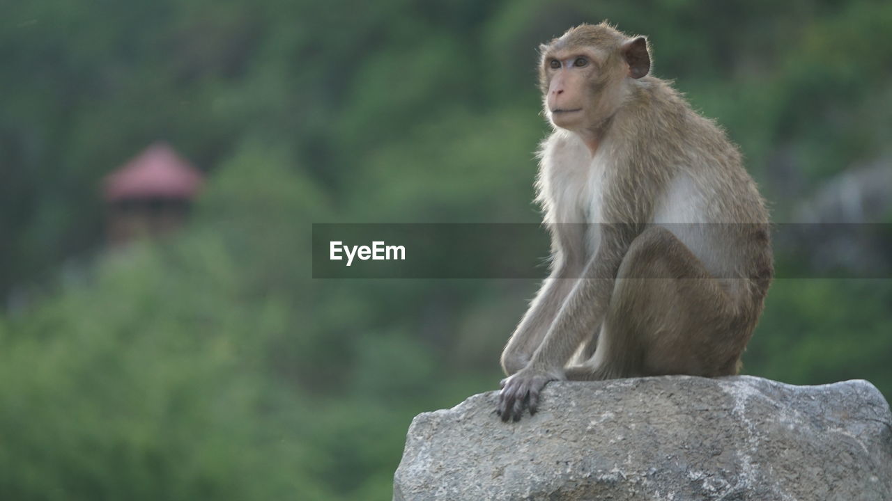 LION LOOKING AWAY WHILE SITTING ON ROCK AGAINST BLURRED BACKGROUND