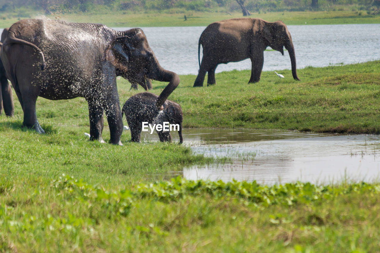 VIEW OF ELEPHANT DRINKING WATER