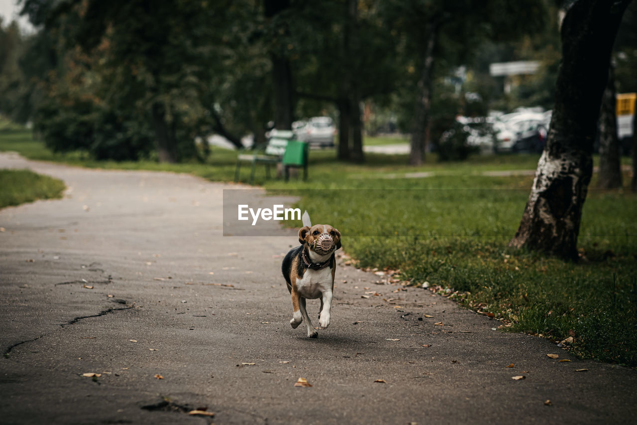 Full length of a dog standing on footpath